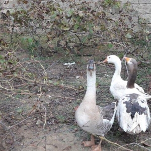 Salam 3dene Qaz Satram.2si rus qazdir erkek,dişi obri adi qazdir Razi