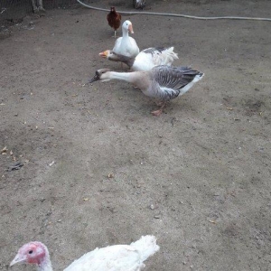 Salam 3dene Qaz Satram.2si rus qazdir erkek,dişi obri adi qazdir Razi