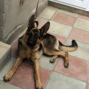 temiz alman afcarkasidi imkan olmadigi ucun satiram 7 ayliqdi butun iy