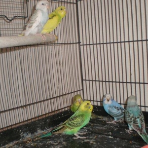 Salam! Volnisti balalari satilir hamisi 3-4 ayliqdilar tek te