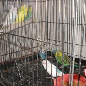 Salam! Volnisti balalari satilir hamisi 3-4 ayliqdilar tek te