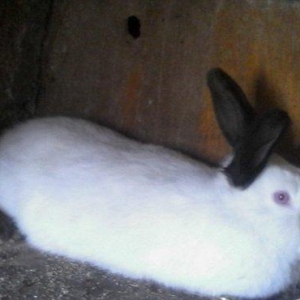 salam aleykum curebecur deyerli qiymetli sort dovşanlarimiz var,temizq