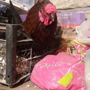 Sumatra sortudur  satıram ferenin biri yimurtlay�