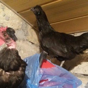 Sumatra sortudur  satıram ferenin biri yimurtlayır tam sağlamdır faran