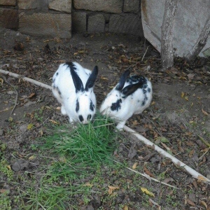Sağlamlığna söz ola bilməz. Erkek dişidi. Dişinin qarnında balası var.