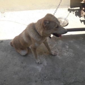 Coban itidi. Aşagi yeri var. 11ayliqdi. Serait ypxfu diye satiram.