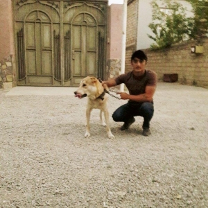 Coban itidi. Aşagi yeri var. 11ayliqdi. Serait ypxfu diye satiram.