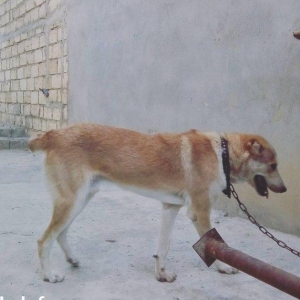 Coban itidi. Aşagi yeri var. 11ayliqdi. Serait ypxfu diye satiram.