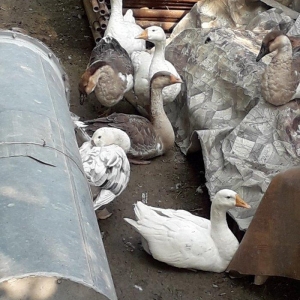 3 kilodan yuxaridi cekileri, linda kuban qazi. bir