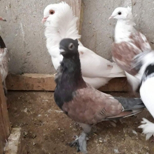 Ikiside mayadi ikisinnende bala almisam ag bas 30 manat hunkari 35 man