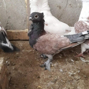 Ikiside mayadi ikisinnende bala almisam ag bas 30 manat hunkari 35 man