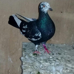 Salam cil baş satılır. Mayadı cavandı. Cütə