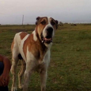 erkəydi 2yaşı var vatsaba yaza bilərsiz zəngdə vura bilərsiz real alıc