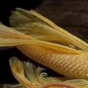 Satisda ancistrus, sanitar krapcatiy, dondurulmus 