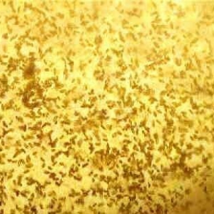 İnfuzoriya. Balıq balaları üçün diri yem. 1 kq bankada 5 azn. Əlaqə