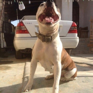 Pitbull balası satılır temiz parodiya itidi dişi  beek ve alaşn nevele