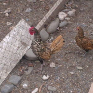 Zibrit xoruz satilir. 30 azn. 6 ayliq qiymet sondu.