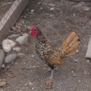 Zibrit xoruz satilir. 30 azn. 6 ayliq qiymet sondu.