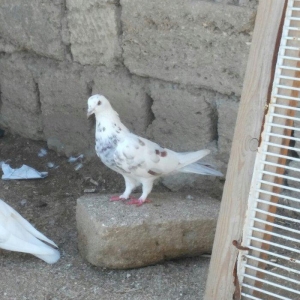 iri mayadi 3-4 saata qeder ucur real alicilar nara