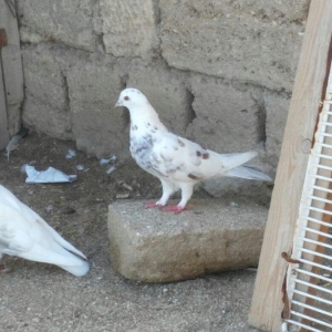 iri mayadi 3-4 saata qeder ucur real alicilar narahat etsin