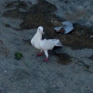 Cox uzun nazik 17 tuk erkey tam saglamdi wasap var yalniz ciddi wexsle