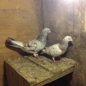 Hazir cutduler bala veribler tam saglamdilar uzun vitdi quwlardi wasap