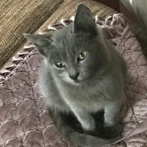 Ingilis parodalı pişik. 6 aylıq, dişi, sağlam təmiz ev pişiyidir. 60 m