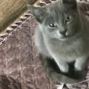 Ingilis parodalı pişik. 6 aylıq, dişi, sağlam təmiz ev pişiyidir. 60 m