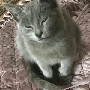 Ingilis parodalı pişik. 6 aylıq, dişi, sağlam təmiz ev pişiyidir. 60 m