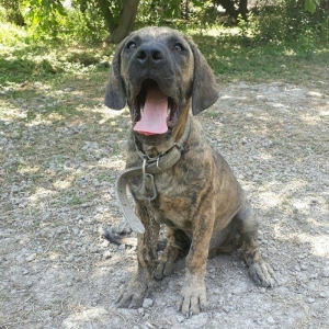 itin atası pitpull anası ov itidi. pitpulla ov itinin qarışığı marağlı