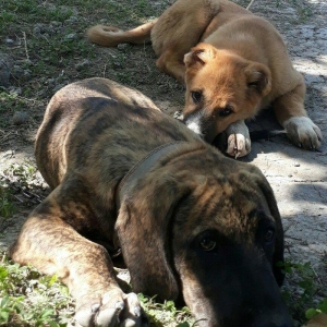 itin atası pitpull anası ov itidi. pitpulla ov itinin qarışığı marağlı