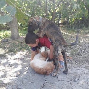 itin atası pitpull anası ov itidi. pitpulla ov itinin qarışığı marağlı