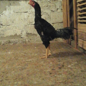 Zil ereb ancag damazligcun. Doyuwe hazirlamag lazimdi ancaq bala almiw