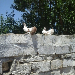 cut pavilin satiram bir cutde cep, ag gozuxalli var opwisi