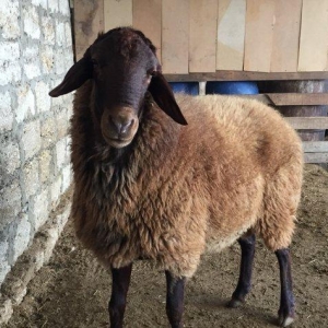 Qoc 1 il 7ay, Diri cekisi 65-70kgSaglam heyvandir seyidlidir. Ekiz