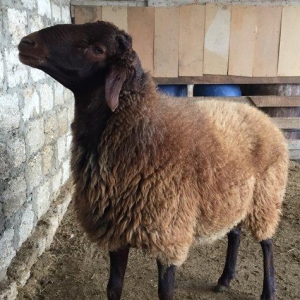 Qoc 1 il 7ay, Diri cekisi 65-70kgSaglam heyvandir seyidlidir. Ekiz