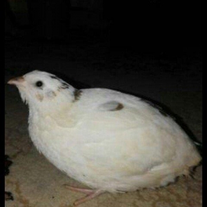 Salam cavan tam sağlam ətliy ağ texas yumurtlayan  bildirçinləri satır