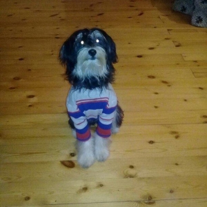 7 aylıqdılar ikiside dişidi .keserkay emelyati ile dunyaya gelibler .h