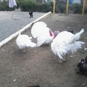 BIQ -6 hinduskalari 1yasinda.ela sort .15-18 kq agurliginda.