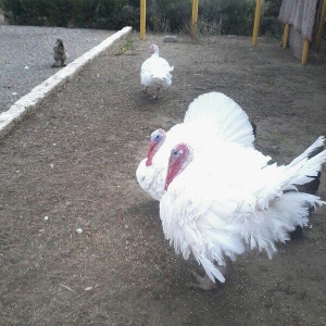 BIQ -6 hinduskalari 1yasinda.ela sort .15-18 kq agurliginda.