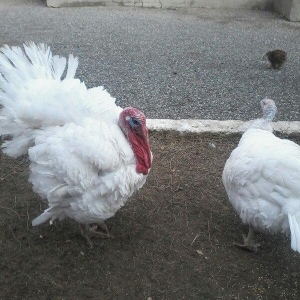 BIQ -6 hinduskalari 1yasinda.ela sort .15-18 kq agurliginda.