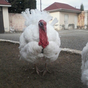 BIQ -6 hinduskalari 1yasinda.ela sort .15-18 kq agurliginda.