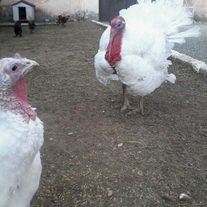 BIQ -6 hinduskalari 1yasinda.ela sort .15-18 kq agurliginda.