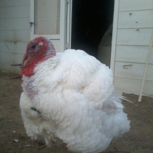 Biq-6 hinduskasi.1yas 6 ayliq.Cutu 500 azn.cekisi 15-18 kq.