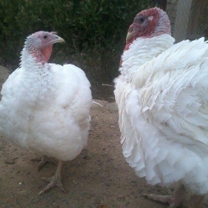 Biq-6 hinduskasi.1yas 6 ayliq.Cutu 500 azn.cekisi 15-18 kq.