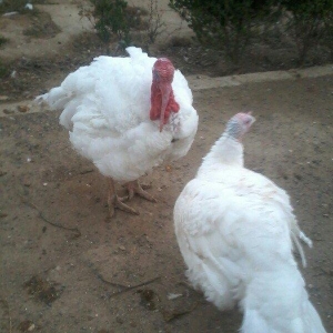 Biq-6 hinduskasi.1yas 6 ayliq.Cutu 500 azn.cekisi 15-18 kq.