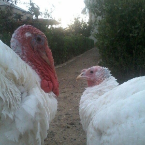 Biq-6 hinduskasi.1yas 6 ayliq.Cutu 500 azn.cekisi 15-18 kq.