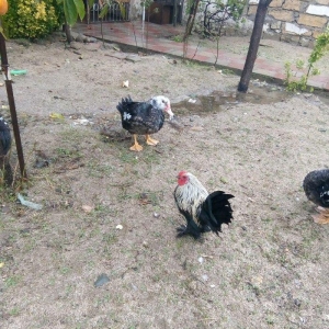 temiz sort yaponka xoruz toyuq satiram  fere yumur