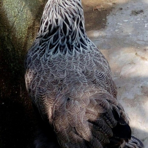 brama dark brama qold temiz qan mayali yumurtalar 1eded 3azn