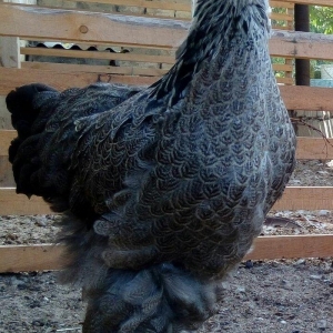 brama dark brama qold temiz qan mayali yumurtalar 1eded 3azn